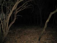 Chicago Ghost Hunters Group investigates Robinson Woods (227).JPG